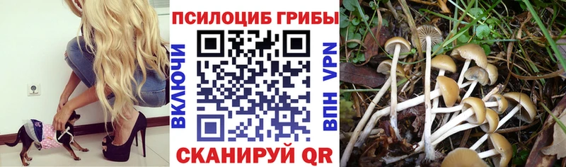 Купить  Лаишево  Галлюциногенные грибы Magic Shrooms 